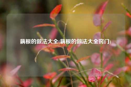 藕根的做法大全(藕根的做法大全窍门)